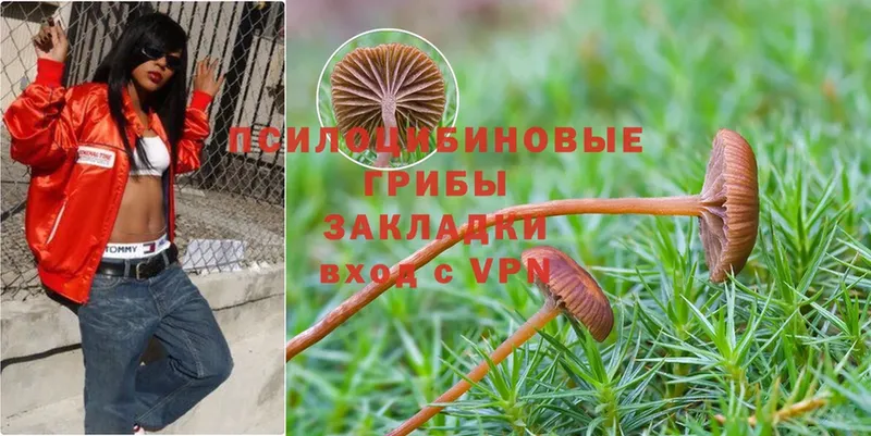 Галлюциногенные грибы Cubensis  Уссурийск 